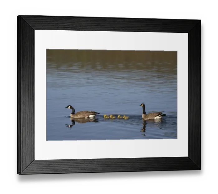 Framed Print : USA, Wyoming, Yellowstone National Park. Canada goose male and female swimming with four goslings Framed Print : USA, Wyoming, Yellowstone National Park. Canada goose male and female swimming with four goslings