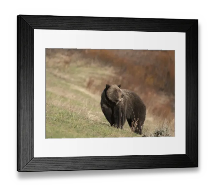 Framed Print : USA, Wyoming, Grand Teton National Park. Grizzly bear sow on hillside Framed Print : USA, Wyoming, Grand Teton National Park. Grizzly bear sow on hillside