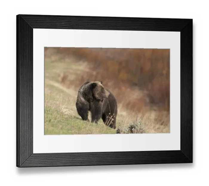 Framed Print : USA, Wyoming, Grand Teton National Park. Grizzly bear sow on hillside