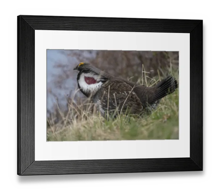 Framed Print : USA, Wyoming, Yellowstone National Park. Dusky grouse bird in mating display. Dusky Grouse male, performing its ritual spring mating display to hopefully impress any nearby females Framed Print : USA, Wyoming, Yellowstone National Park. Dusky grouse bird in mating display. Dusky Grouse male, performing its ritual spring mating display to hopefully impress any nearby females