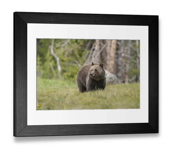 Framed Print : USA, Wyoming, Grand Teton National Park. Grizzly bear sow in meadow