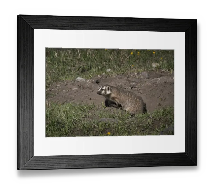 Framed Print : USA, Wyoming, Yellowstone National Park. American badger female at den site