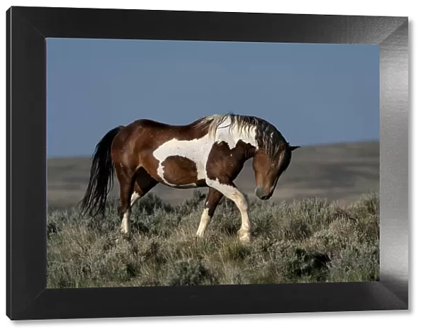 USA, Wyoming. Wild stallion walking toward rival in desert sage brush