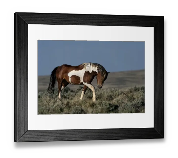 Framed Print : USA, Wyoming. Wild stallion walking toward rival in desert sage brush Framed Print : USA, Wyoming. Wild stallion walking toward rival in desert sage brush