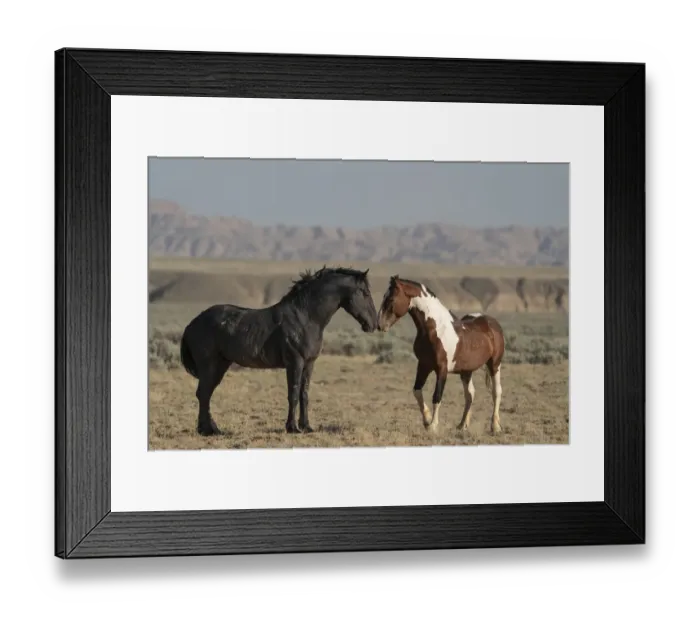 Framed Print : USA, Wyoming. Wild horses greeting each other Framed Print : USA, Wyoming. Wild horses greeting each other