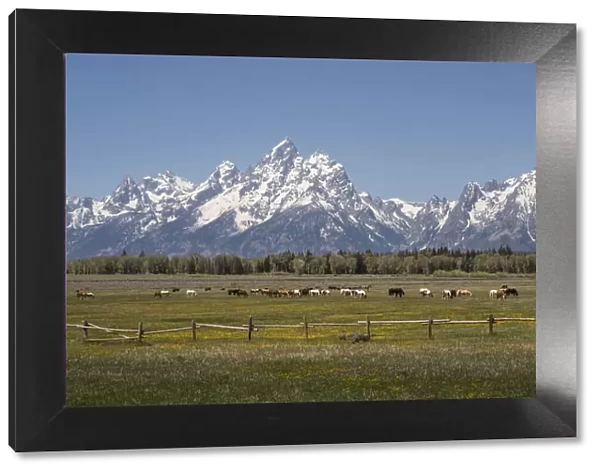 USA, Wyoming, Grand Teton National Park. Field of horses and Grand Teton Range