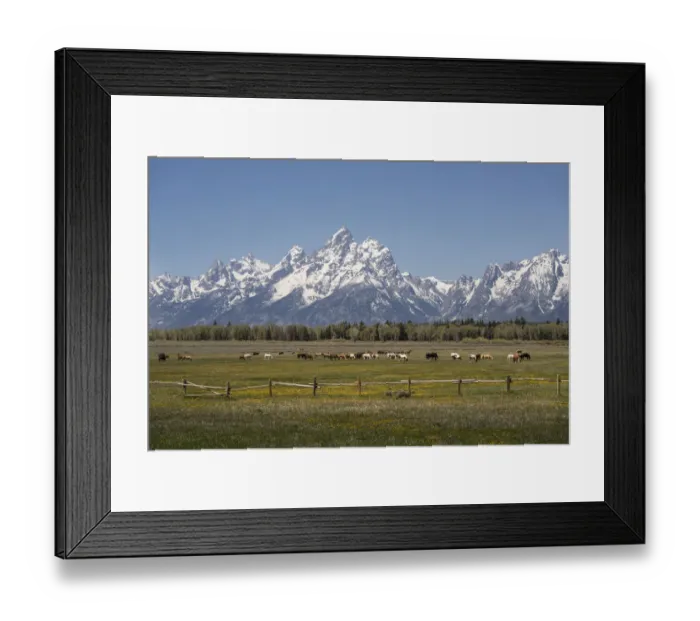Framed Print : USA, Wyoming, Grand Teton National Park. Field of horses and Grand Teton Range Framed Print : USA, Wyoming, Grand Teton National Park. Field of horses and Grand Teton Range