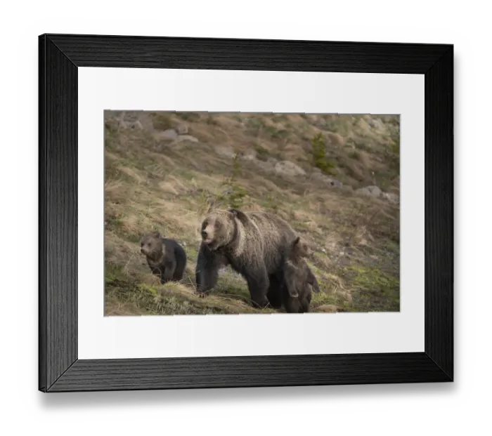 Framed Print : USA, Wyoming, Bridger-Teton National Forest. Grizzly bear sow with spring cubs Framed Print : USA, Wyoming, Bridger-Teton National Forest. Grizzly bear sow with spring cubs