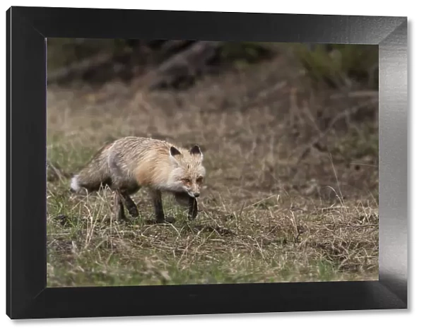 USA, Wyoming, Yellowstone National Park. Close-up of red fox in field. Red Fox hunting next to a forest edge