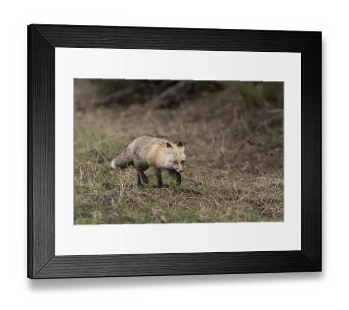 Framed Print : USA, Wyoming, Yellowstone National Park. Close-up of red fox in field. Red Fox hunting next to a forest edge