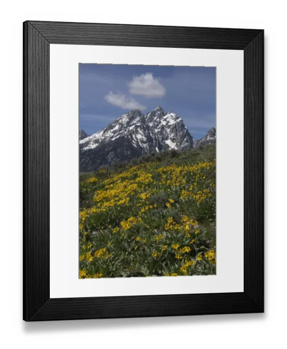 Framed Print : USA, Wyoming, Grand Teton National Park. Grand Teton Range and arrowleaf balsamroot wildflowers Framed Print : USA, Wyoming, Grand Teton National Park. Grand Teton Range and arrowleaf balsamroot wildflowers
