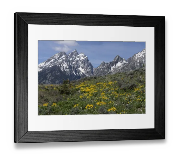 Framed Print : USA, Wyoming, Grand Teton National Park. Grand Teton Range and arrowleaf balsamroot wildflowers Framed Print : USA, Wyoming, Grand Teton National Park. Grand Teton Range and arrowleaf balsamroot wildflowers