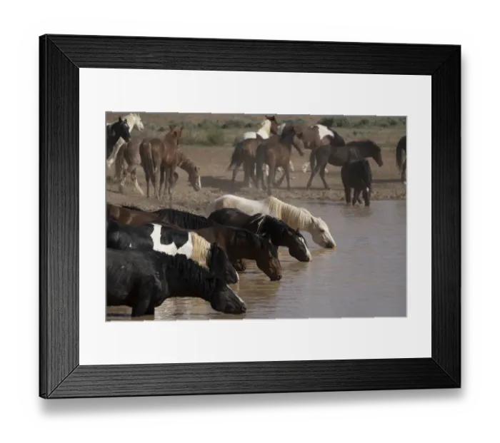 Framed Print : USA, Wyoming. Wild horses drink from waterhole in desert Framed Print : USA, Wyoming. Wild horses drink from waterhole in desert