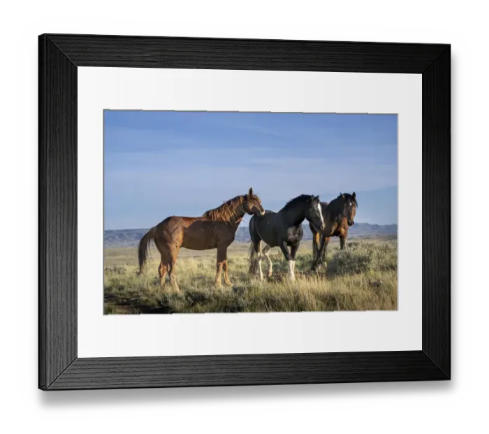 Framed Print : USA, Wyoming. Close-up of wild horses in field Framed Print : USA, Wyoming. Close-up of wild horses in field