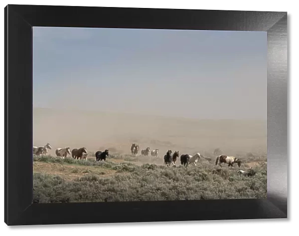 USA, Wyoming. Wild horses create dust cloud while trotting to desert waterhole