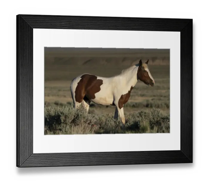 Framed Print : USA, Wyoming. Wild stallion stands in desert sage brush Framed Print : USA, Wyoming. Wild stallion stands in desert sage brush
