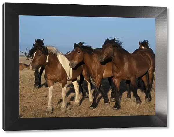 USA, Wyoming. Close-up of wild horses walking in desert