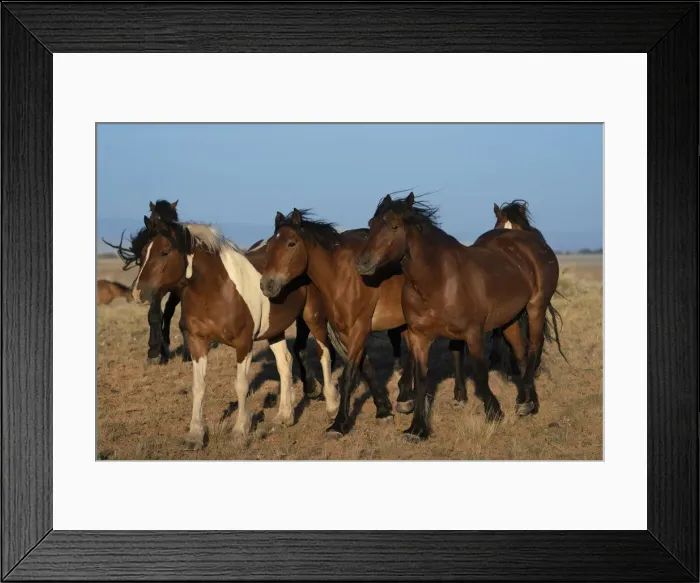 Framed Print : USA, Wyoming. Close-up of wild horses walking in desert Framed Print : USA, Wyoming. Close-up of wild horses walking in desert