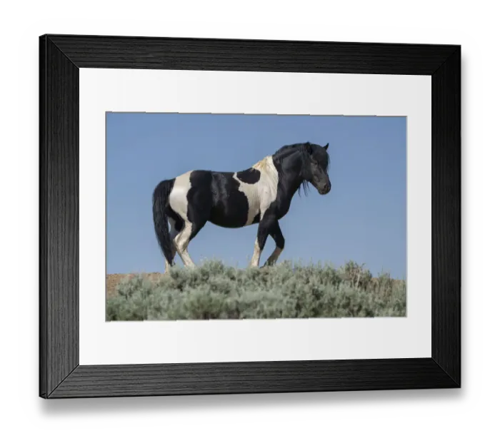 Framed Print : USA, Wyoming. Wild stallion stands in desert sage brush Framed Print : USA, Wyoming. Wild stallion stands in desert sage brush