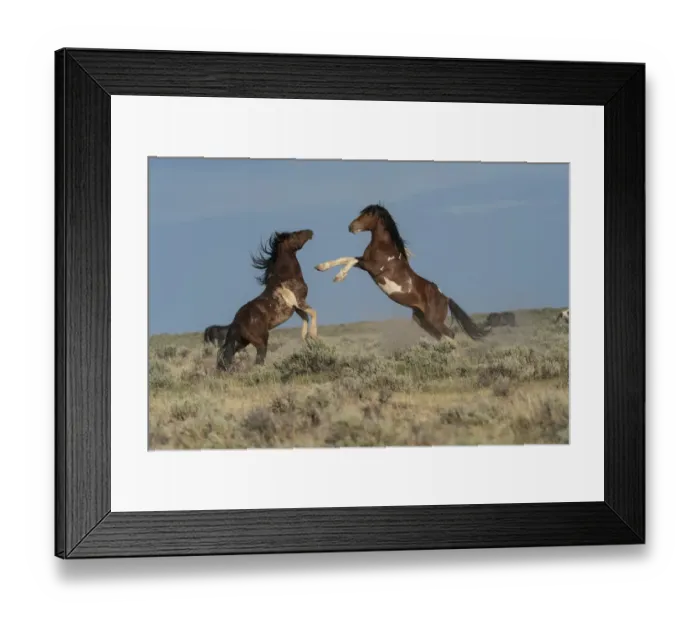 Framed Print : USA, Wyoming. Wild horse stallions fighting