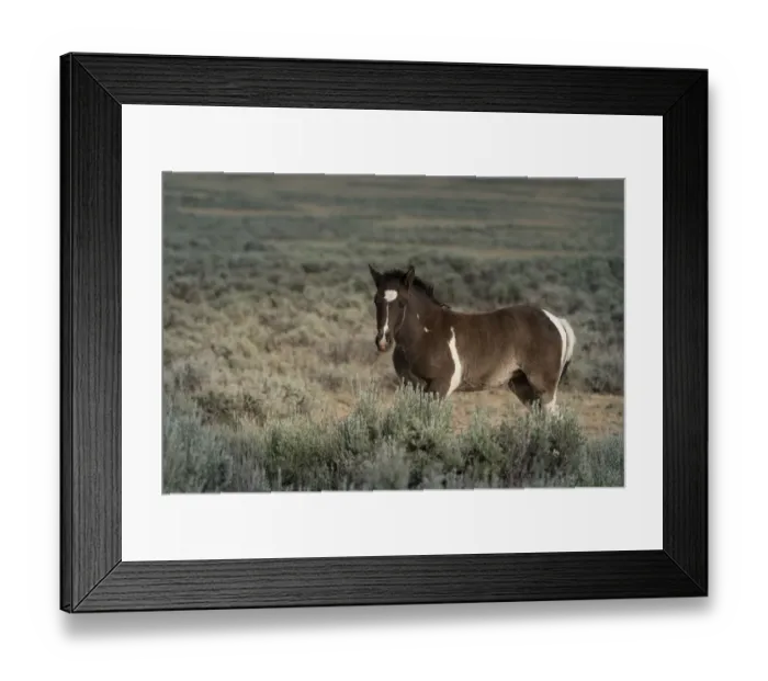 Framed Print : USA, Wyoming. Wild stallion stands in desert sage brush