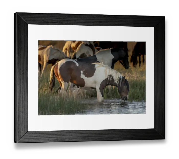 Framed Print : USA, Wyoming. Wild horses drink from water pond in desert Framed Print : USA, Wyoming. Wild horses drink from water pond in desert