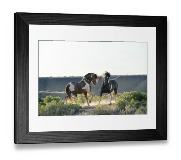 Framed Print : USA, Wyoming. Wild horse stallions fighting