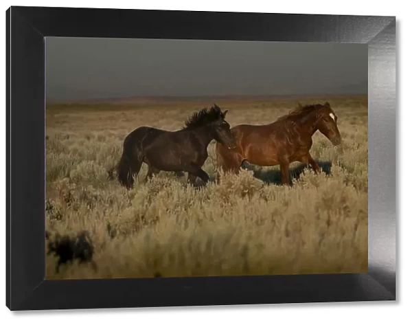USA, Wyoming. Wild horses trotting across desert sage as rainstorm approaches