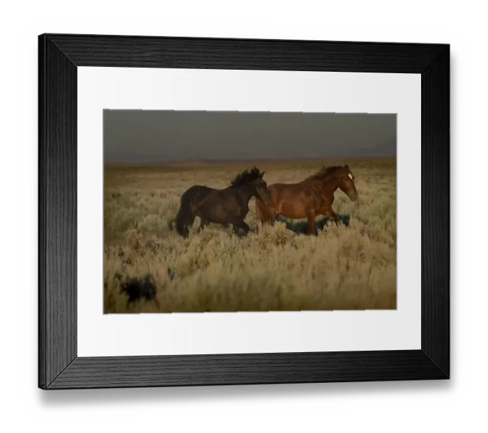 Framed Print : USA, Wyoming. Wild horses trotting across desert sage as rainstorm approaches Framed Print : USA, Wyoming. Wild horses trotting across desert sage as rainstorm approaches