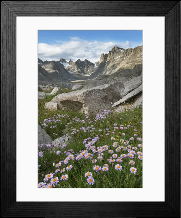 Framed Print : Titcomb Basin wildflowers composed of purple Asters, Bridger Wilderness, Wind River Range, Wyoming