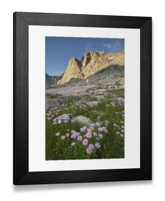 Framed Print : Mount Helen and field of purple Asters growing in Upper Titcomb Basin, Bridger Wilderness, Wind River Range, Wyoming Framed Print : Mount Helen and field of purple Asters growing in Upper Titcomb Basin, Bridger Wilderness, Wind River Range, Wyoming