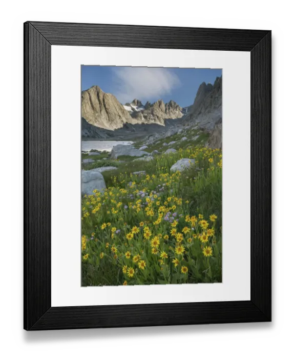 Framed Print : Field of Narrowleaf Arnica, Titcomb Basin, Bridger Wilderness, Wind River Range, Wyoming Framed Print : Field of Narrowleaf Arnica, Titcomb Basin, Bridger Wilderness, Wind River Range, Wyoming