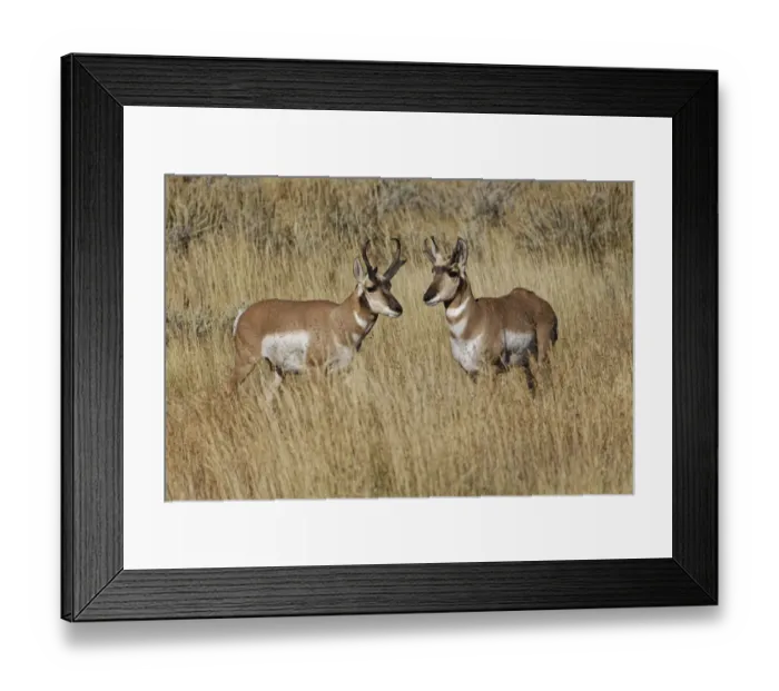 Framed Print : Male Pronghorn, Grand Teton National Park, Wyoming