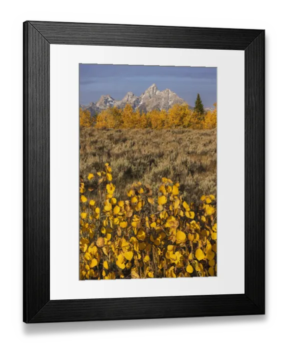Framed Print : Autumn view of small aspen tree and Teton Range, Grand Teton National Park, Wyoming