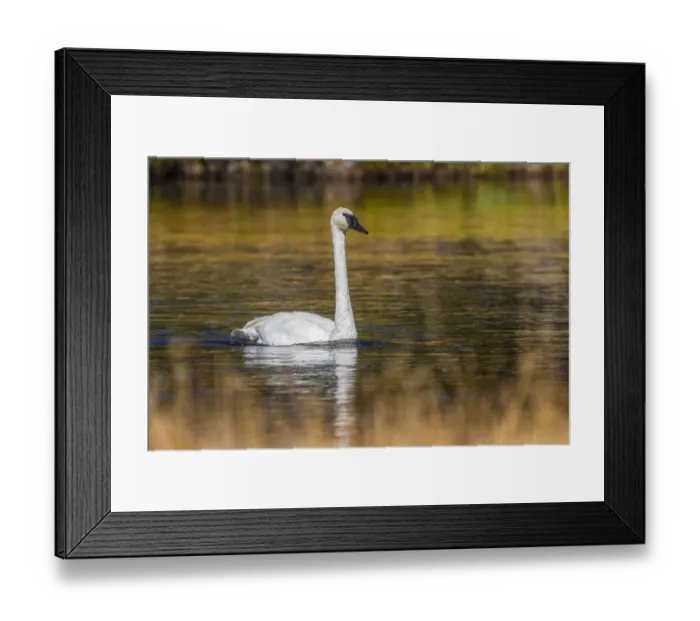 Framed Print : Trumpeter Swan, Firehole River, Yellowstone National Park, Wyoming
