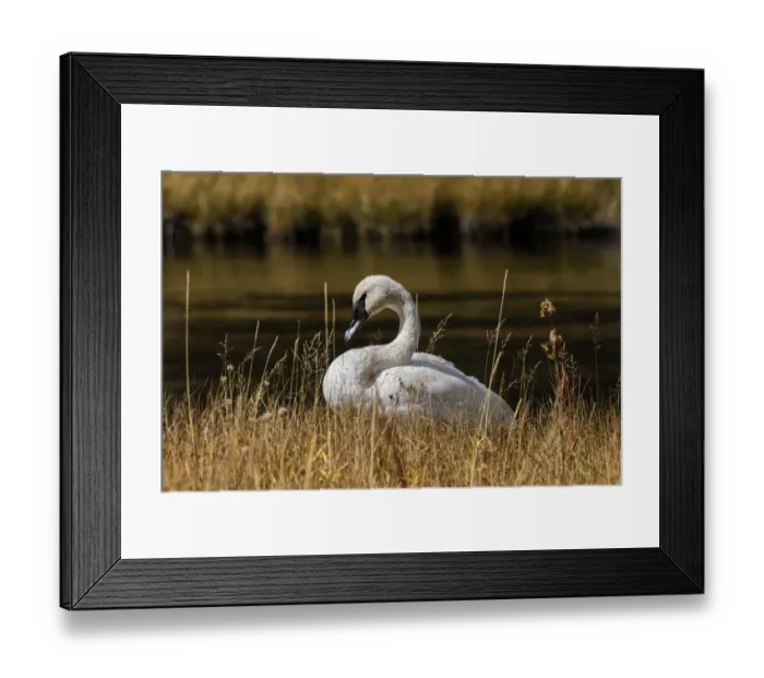 Framed Print : Trumpeter Swan, Firehole River, Yellowstone National Park, Wyoming Framed Print : Trumpeter Swan, Firehole River, Yellowstone National Park, Wyoming