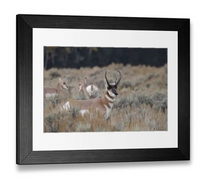Framed Print : Male Pronghorn, Grand Teton National Park, Wyoming