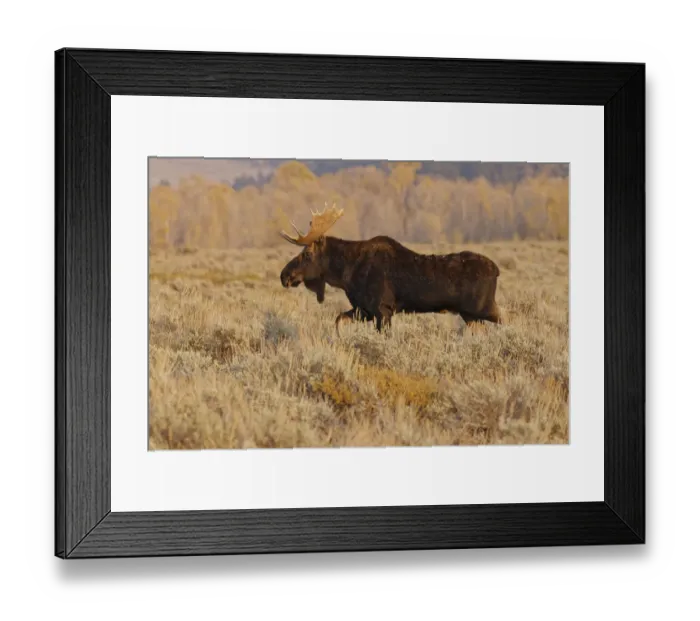 Framed Print : Bull moose in autumn, Grand Teton National Park, Wyoming