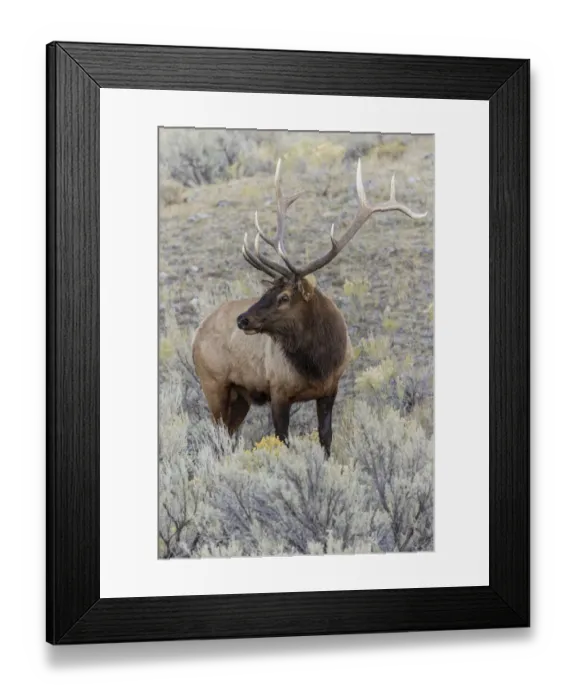 Framed Print : Bull elk or wapiti, Yellowstone National Park, Wyoming Framed Print : Bull elk or wapiti, Yellowstone National Park, Wyoming