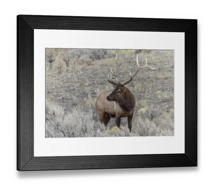 Framed Print : Bull elk or wapiti, Yellowstone National Park, Wyoming Framed Print : Bull elk or wapiti, Yellowstone National Park, Wyoming