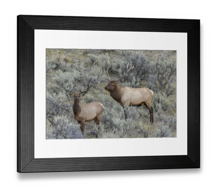 Framed Print : Bull elk approaching cow elk or wapiti, Yellowstone National Park, Wyoming