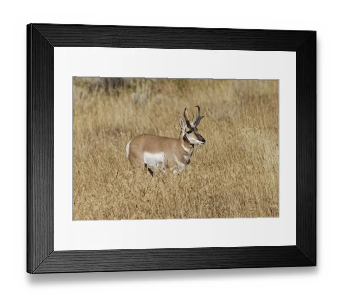 Framed Print : Male Pronghorn, Grand Teton National Park, Wyoming Framed Print : Male Pronghorn, Grand Teton National Park, Wyoming