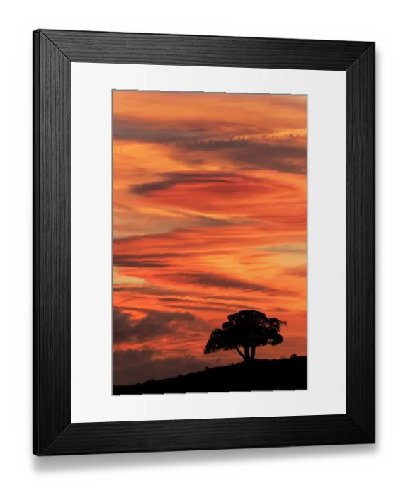 Framed Print : Single tree silhouetted at sunrise, Yellowstone National Park, Wyoming Framed Print : Single tree silhouetted at sunrise, Yellowstone National Park, Wyoming