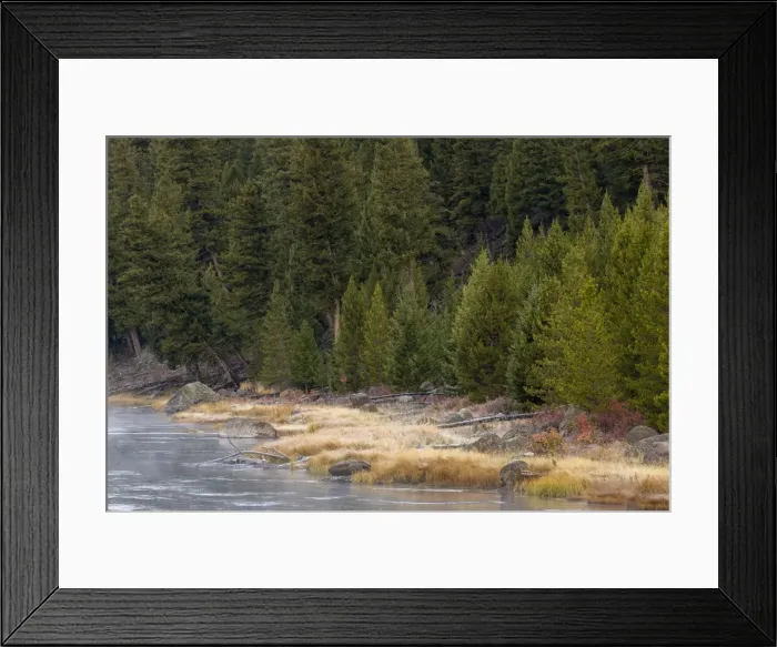 Framed Print : Frost on autumn colors on bank of Madison River, Yellowstone National Park, Wyoming