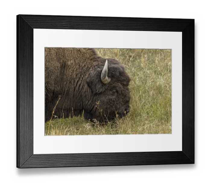Framed Print : American Bison. Yellowstone National Park, Wyoming Framed Print : American Bison. Yellowstone National Park, Wyoming