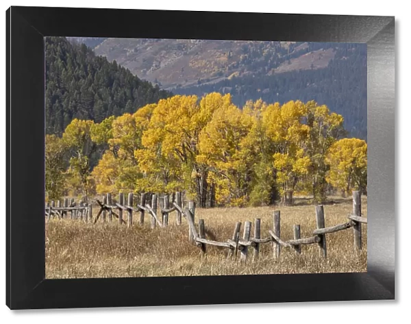 Cottonwood trees and fence in fall and Teton Range, Grand Teton National Park, Wyoming