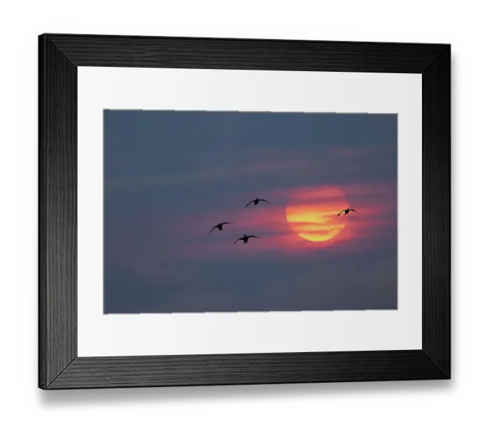 Framed Print : Canada geese silhouetted flying at sunset, Grand Teton National Park, Wyoming Framed Print : Canada geese silhouetted flying at sunset, Grand Teton National Park, Wyoming