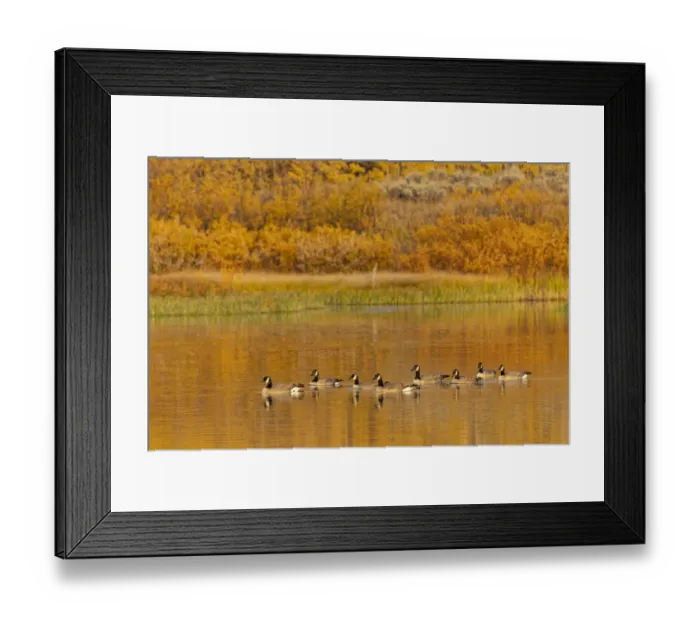 Framed Print : Canada geese and reflection on water, Grand Teton National Park, Wyoming Framed Print : Canada geese and reflection on water, Grand Teton National Park, Wyoming