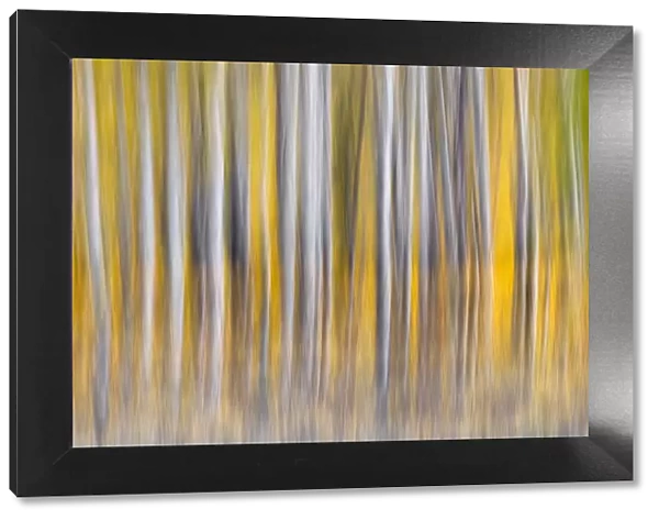 Abstract motion blur on grove of aspen trees, Grand Teton National Park, Wyoming