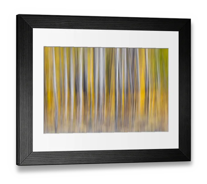 Framed Print : Abstract motion blur on grove of aspen trees, Grand Teton National Park, Wyoming Framed Print : Abstract motion blur on grove of aspen trees, Grand Teton National Park, Wyoming